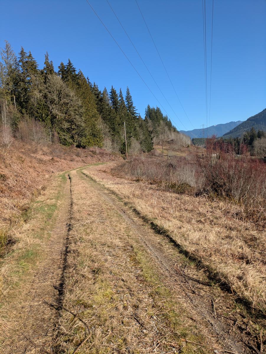 Grassy road under powerlines, thick brush on either side