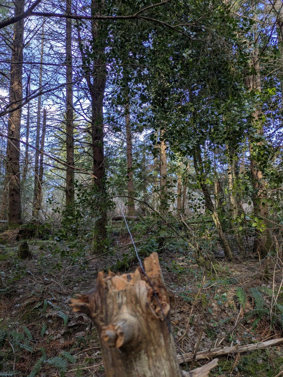 Black antenna wire stretching from foreground to background open area under trees