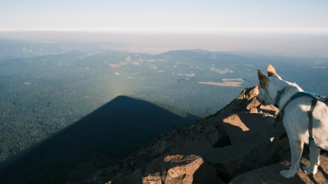 Lance the Dog looks at the shadow of the mountain