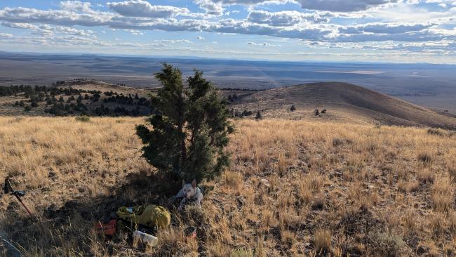 Summit tree of Round Top Butte