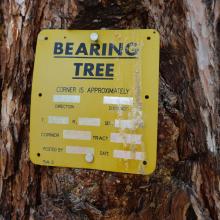 Bearing Tree near the property corner.  Round this on the west and north side.
