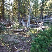 Some Deadfall after leaving the meadow