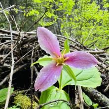 Western Trillium - Trillium ovatum