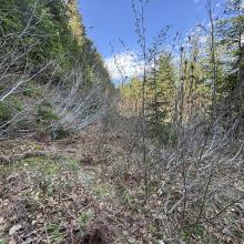 The Ugly - Alder Saplings
