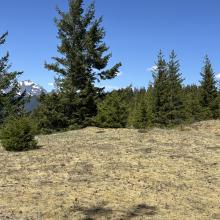 The Good - nice summit 