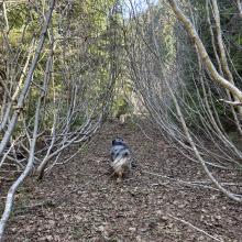 The Ugly - Alder Saplings