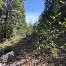 The Bad - Sidehill hiking 