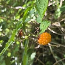berry