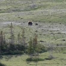 Grizzly sow and cub