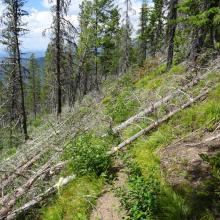 Deadfall on trail