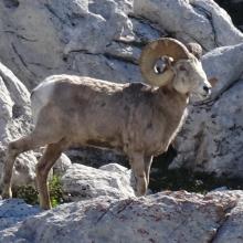 Bighorn