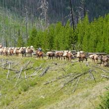 Pack Train on West Fork Trail