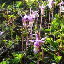 Fairy Slipper Orchids