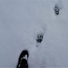 Just missed seeing a bear - but we heard him!