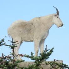 Summit Goat
