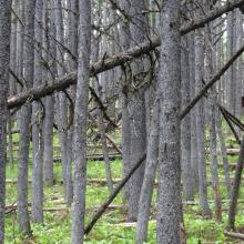 Along the ridge - an area with lighter deadfall