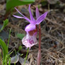 Fairy Slipper orchid along the trail