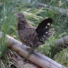 A proud grouse