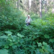 Heavy undergrowth obscuring the trail