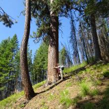 A large Ponderosa part way up
