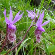 Fairy Slipper Orchids
