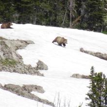 Grizzly bears on plateau