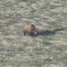 Grizzly Bear in Grizzly Gulch