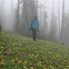 Glacier Lilies