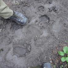 Bear prints between Lake Levale & Signal Mountain