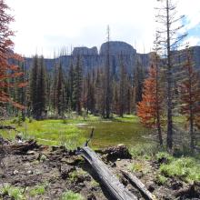 Gunsight Lake - too shallow for fish.