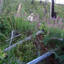 Tough going across a gully near the head of Straight Creek