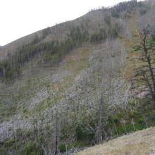 Deadfall on Rampart and our path up - Avoid this if possible!