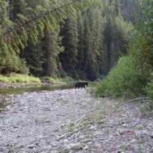 Black bear passing campsite on Danaher Creek