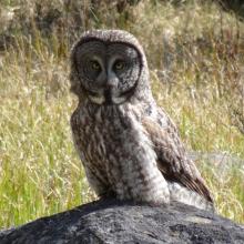 Great Grey Owl
