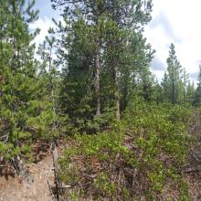 Stams Mountain Summit