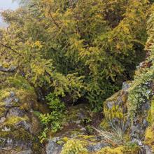 It was difficult to show steepness, but the rock is easily and safely climbed