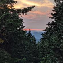 A slot in the trees, viewed from a rock, gave a view of the sun setting