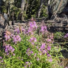Flowers reclaiming the burnt ridge