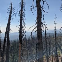 The ridge is covered in burnt trees