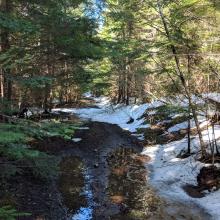A very flat trail, surrounded by trees, mostly clear of snow