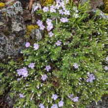 Little purple flowers on the summit