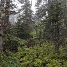 The quality of the bushwhack