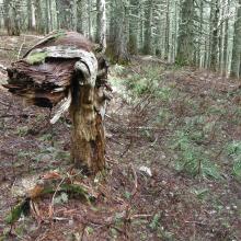 If you pass this, you are on the right trail...