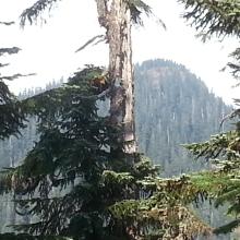 Buck Peak from the PCT