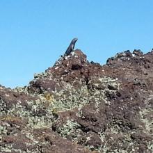 Lizard on the high point of the High Point