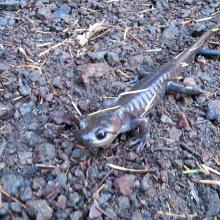 Pacific Salamander seen on the trail