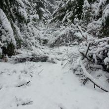 There is an abandoned road under that brush and snow