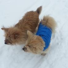 The SOTA pups - Patty and Sadie - love to go on activations