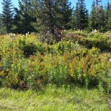 Timber Butte summit clearing