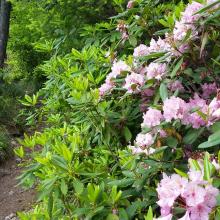 Squaw Mtn Trail with Rhododendron